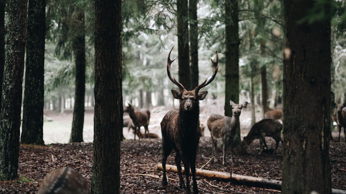 Un groupe d'amis s'unit pour sauver les forêts de Bretagne !