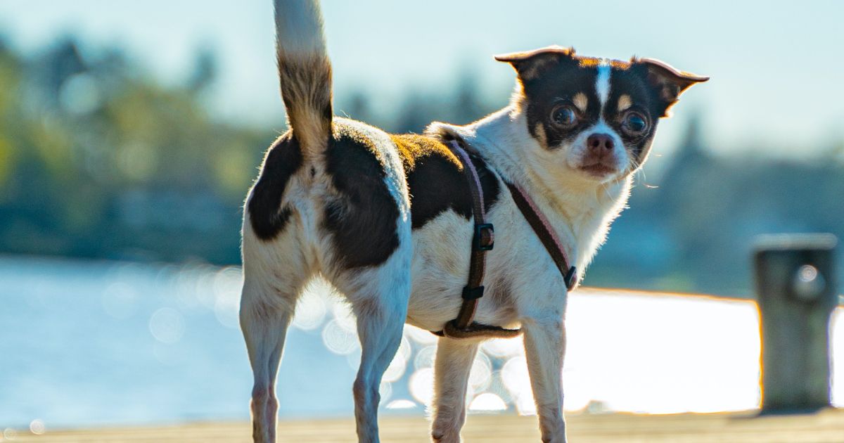 Protégez votre animal de compagnie de la chaleur estivale : Nos conseils pratiques