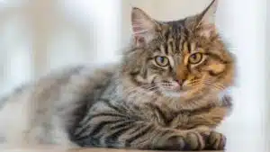 Shropshire Cat Rescue : Un village de retraite pour les chats âgés est créé en Angleterre