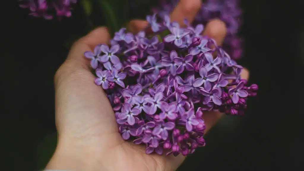 Découvrez ces 4 espèces d’arbustes fleuris et faciles à entretenir pour embellir votre jardin